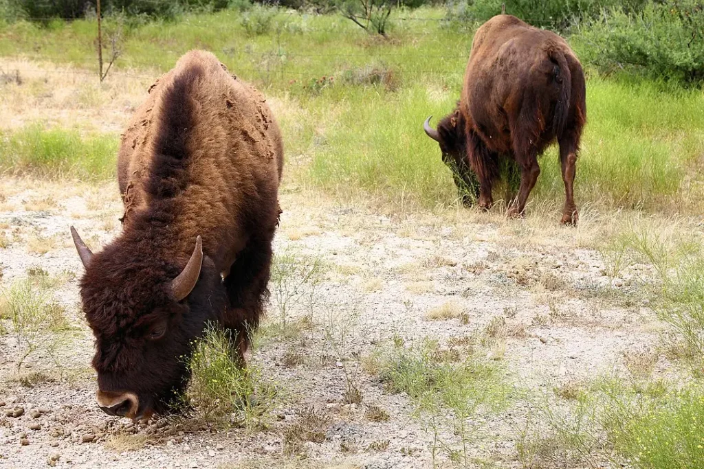 Biston grazing at San Angelo State Park Texas