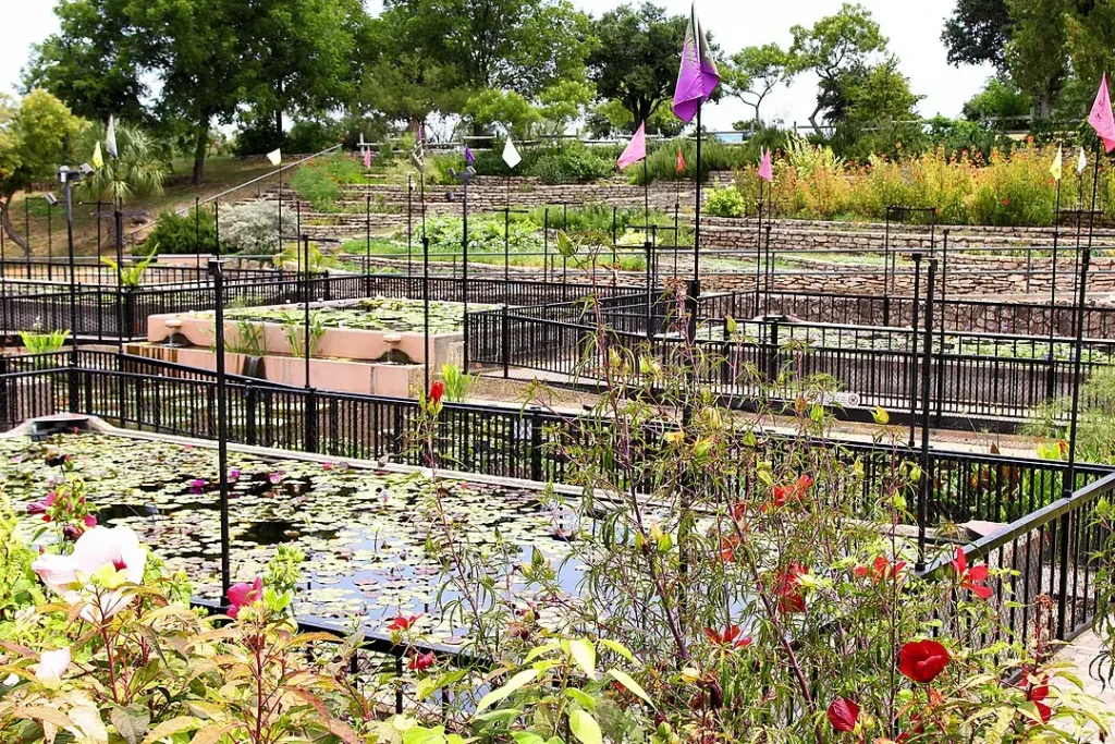 International Waterlily Collection in San Angelo TX